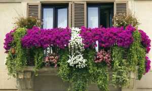 Balcone fiorito