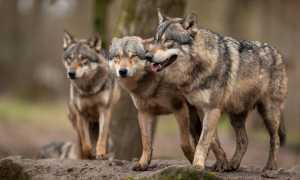 Wolfsregulierung 