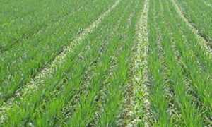 agricoltura