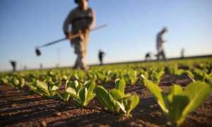 agricoltura