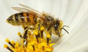 bee 7413333 640