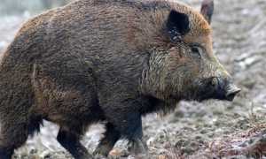 cinghiale