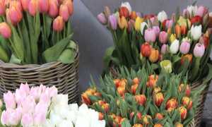 florilia borgo