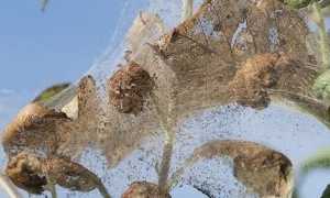 ifantria larve