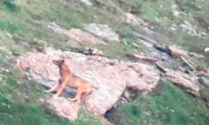 lupo ti