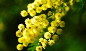 mimosa foto