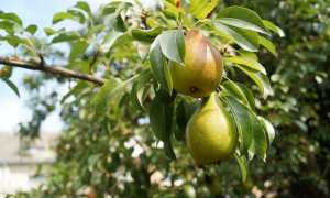 pears 1639117 640