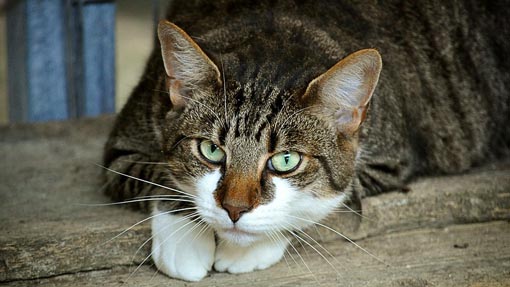 gatto foto