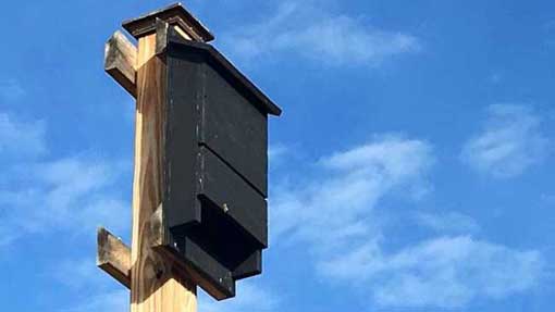 casetta pipistrelli