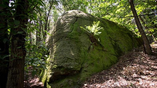 bosco solivo