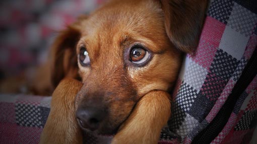 foto cane sguardo