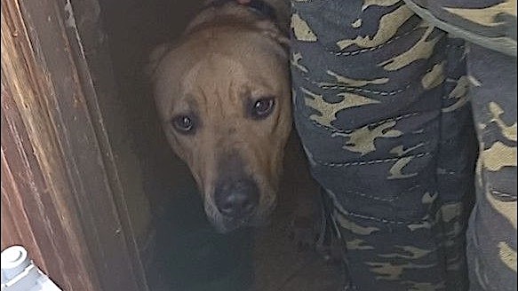 cane abbandonato forestali