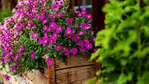fiori foto