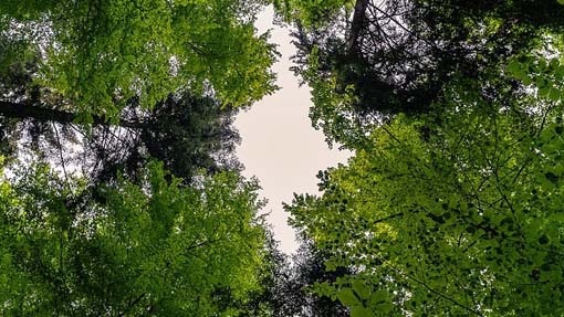 verde alberi