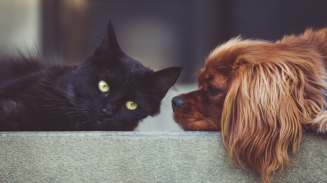 cane e gatto