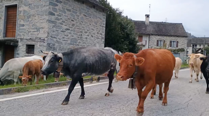 Schermata 2025 10 04 alle 19.05.05